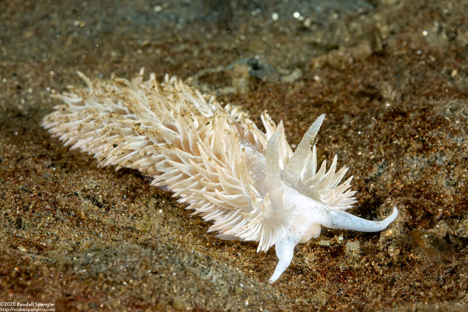 Aeolidia loui (Shag-Rug Aeolid)