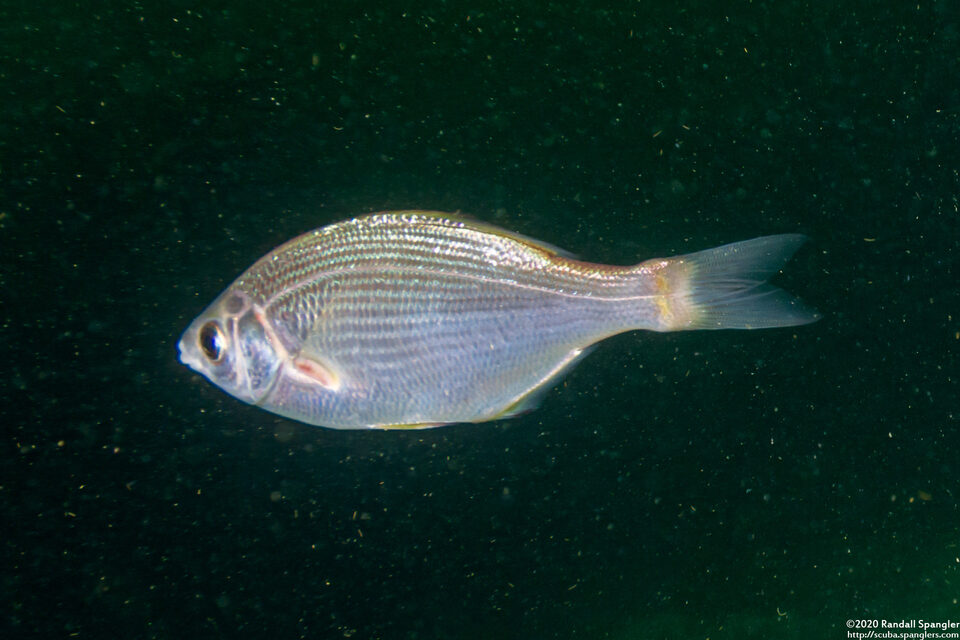 Phanerodon furcatus (White Seaperch)