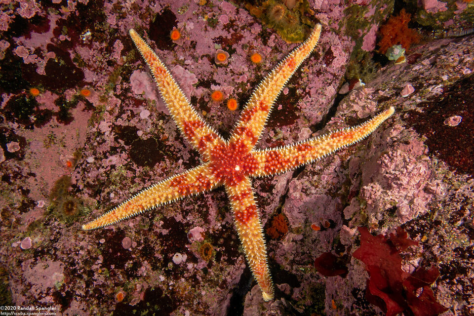Orthasterias koehleri (Rainbow Star)