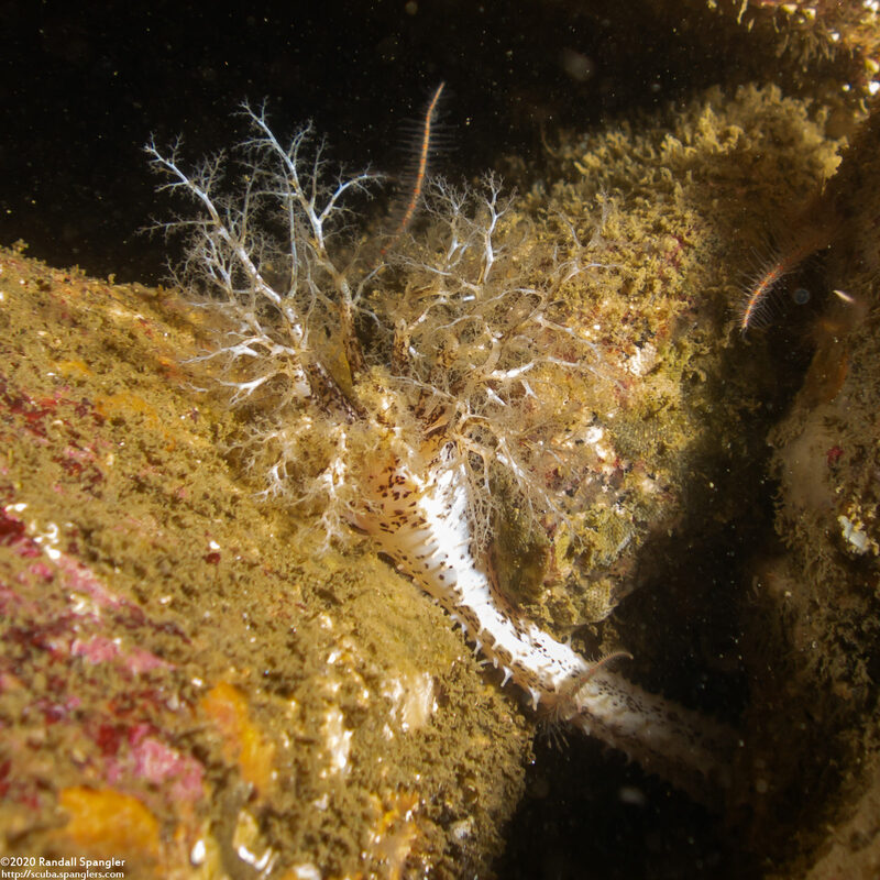 Cucumaria piperata (Peppered Sea Cucumber)