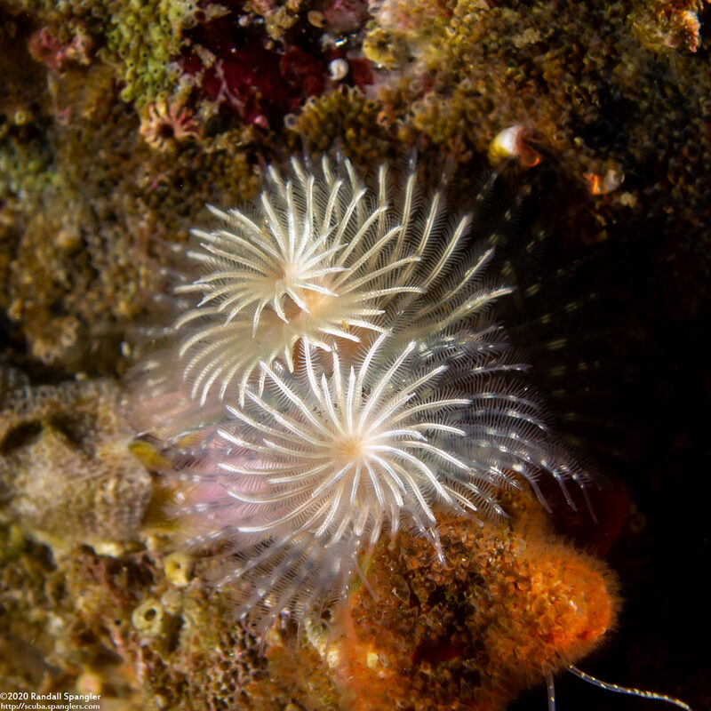 Spirobranchus spinosus (Christmas Tree Worm)
