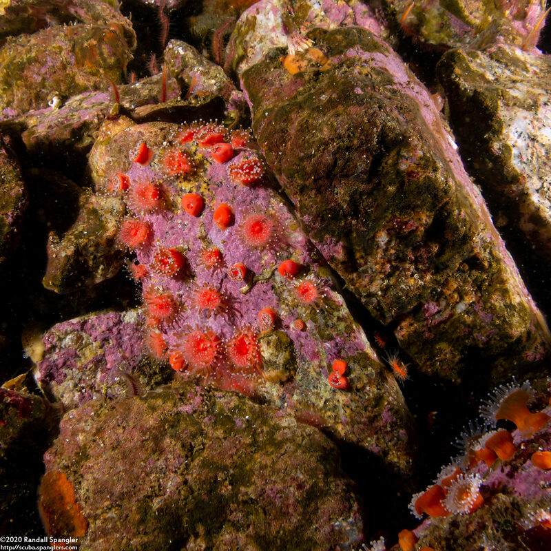 Corynactis californica (Club-Tipped Anemone)