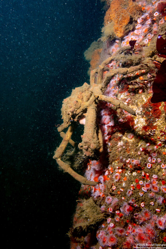 Loxorhynchus crispatus (Masking Crab)