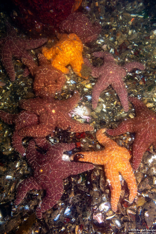 Pisaster ochraceus (Ochre Star)