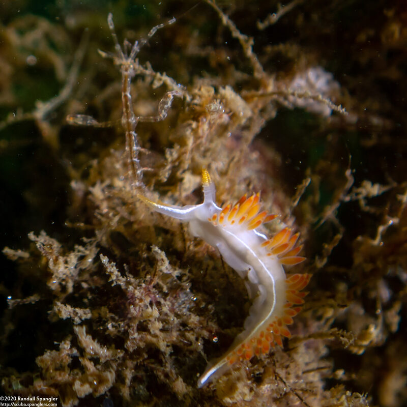 Coryphella trilineata (Three-Lined Aeolid)