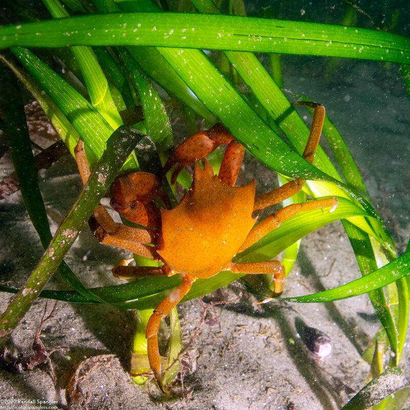 Pugettia producta (Northern Kelp Crab)