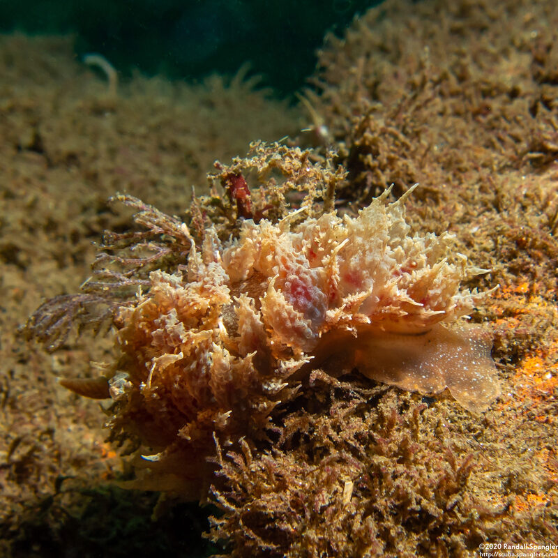 Dirona picta (Colorful Dirona)