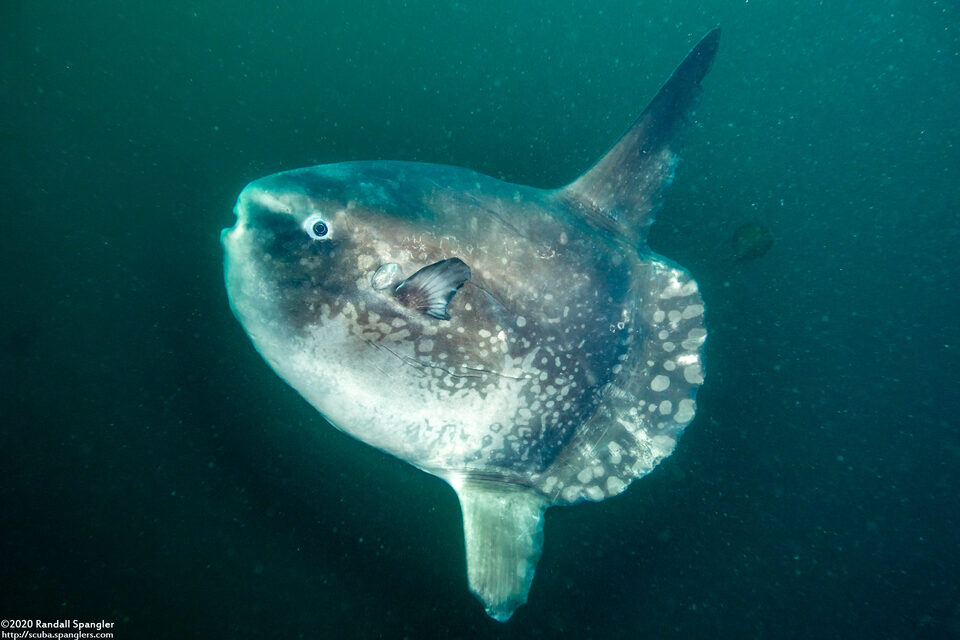 Mola mola (Ocean Sunfish)
