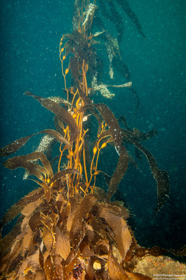 Macrocystis pyrifera (Giant Kelp)