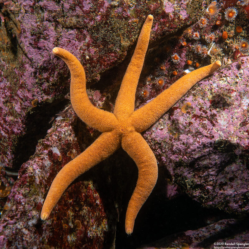 Henricia leviuscula (Blood Star)