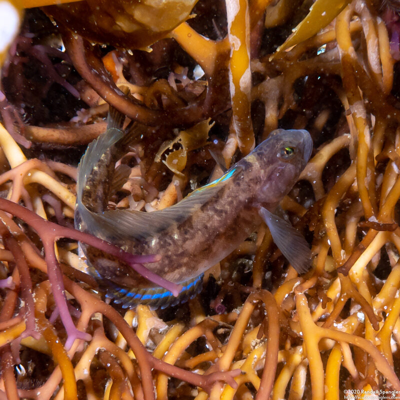 Rathbunella alleni (Stripefin Ronquil)