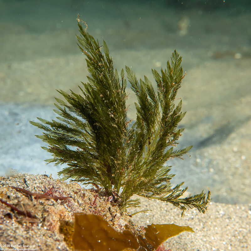 Bryopsis corticulans (Bryopsis Corticulans)