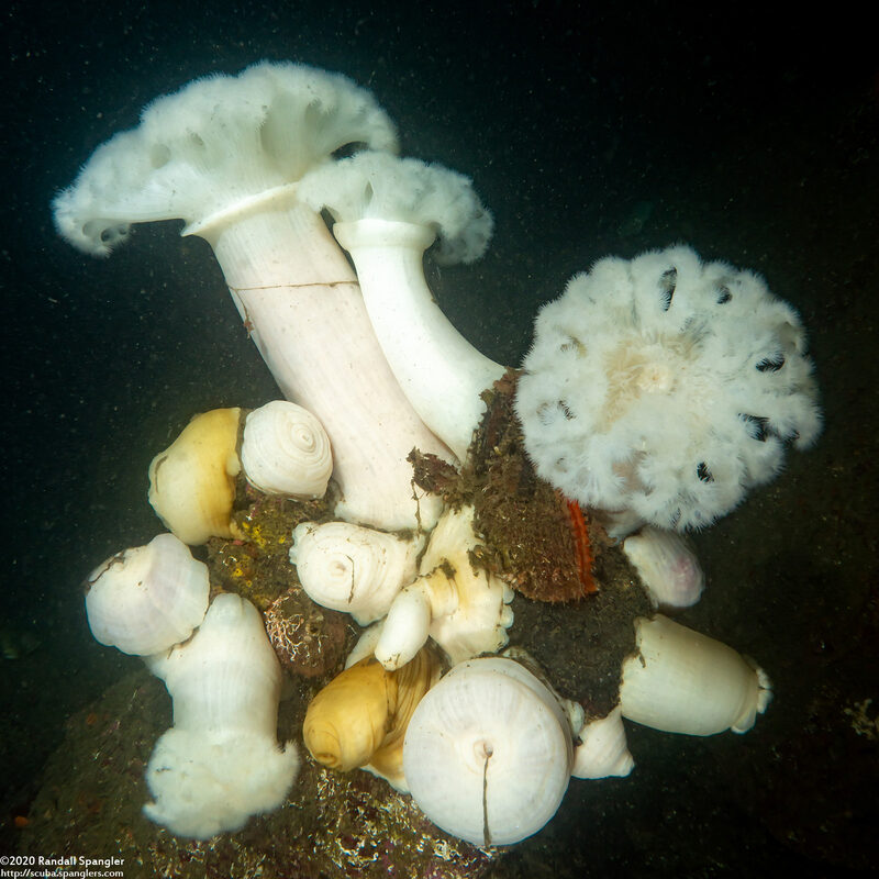 Metridium farcimen (White-Plumed Anemone)