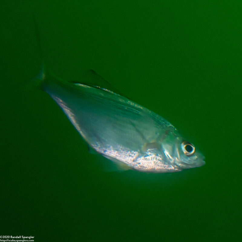 Phanerodon furcatus (White Seaperch)