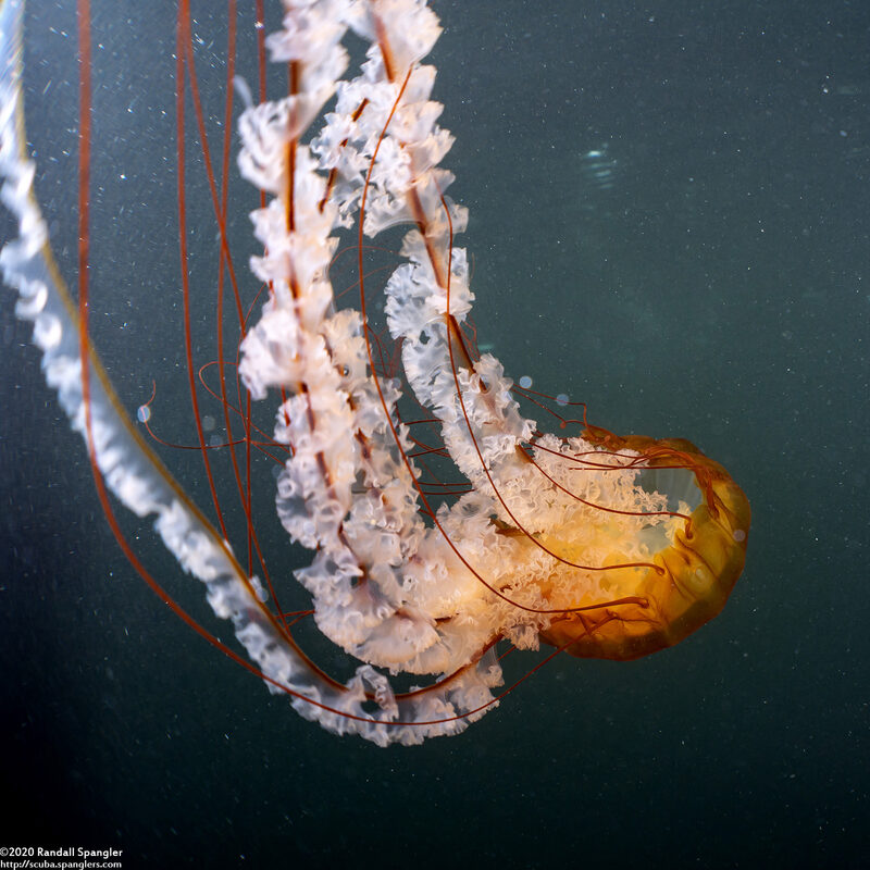Chrysaora fuscescens (Brown Jellyfish)