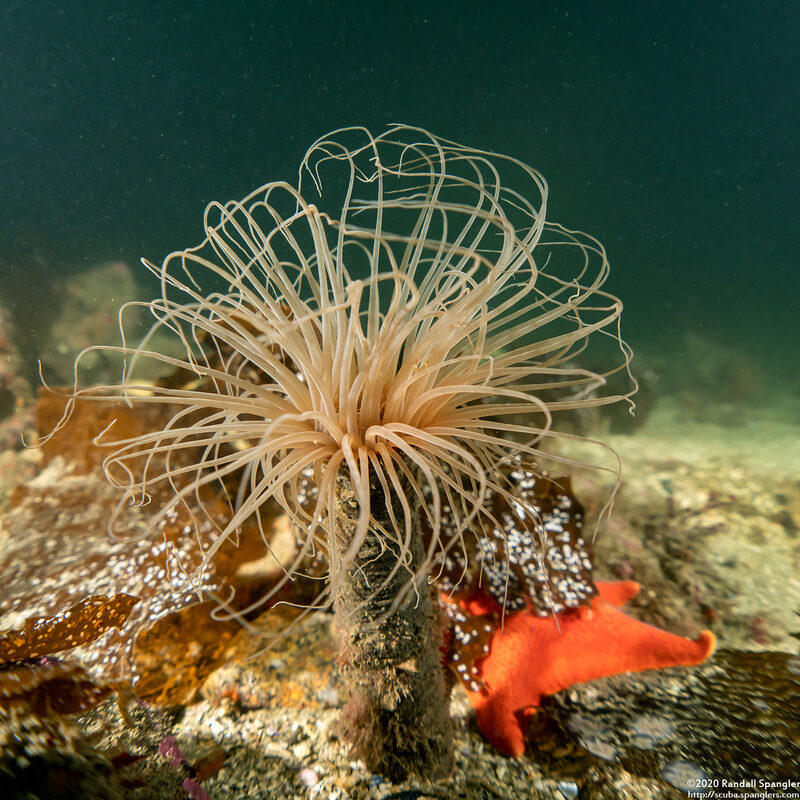 Pachycerianthus fimbriatus (Tube-Dwelling Anemone)