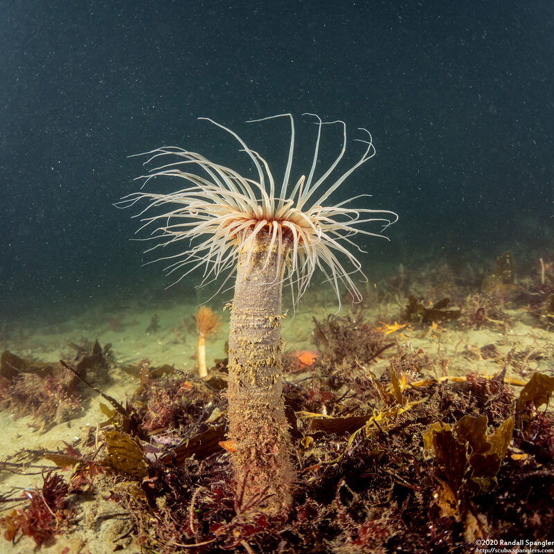 Pachycerianthus fimbriatus (Tube-Dwelling Anemone)