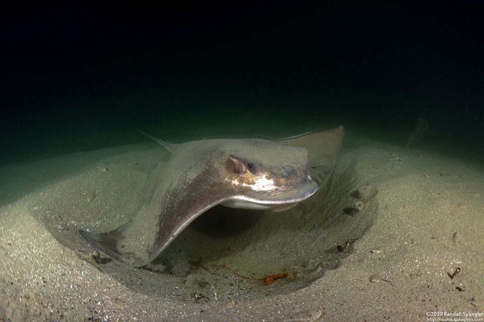 Myliobatis californica (Bat Ray)