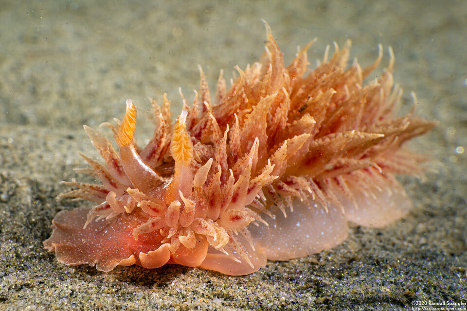 Dirona picta (Colorful Dirona)