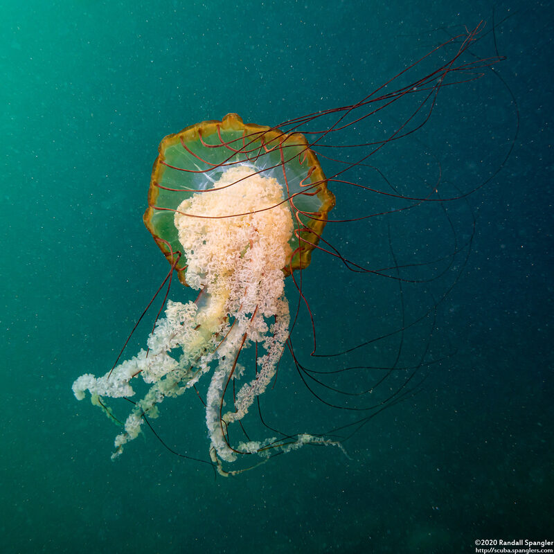 Chrysaora fuscescens (Brown Jellyfish)
