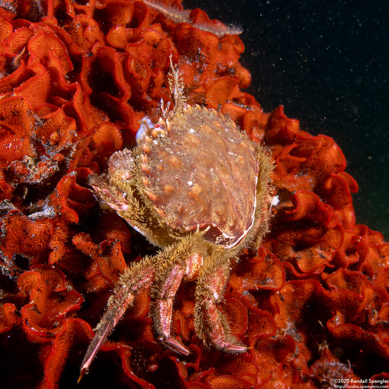 Romaleon antennarium (Pacific Rock Crab)