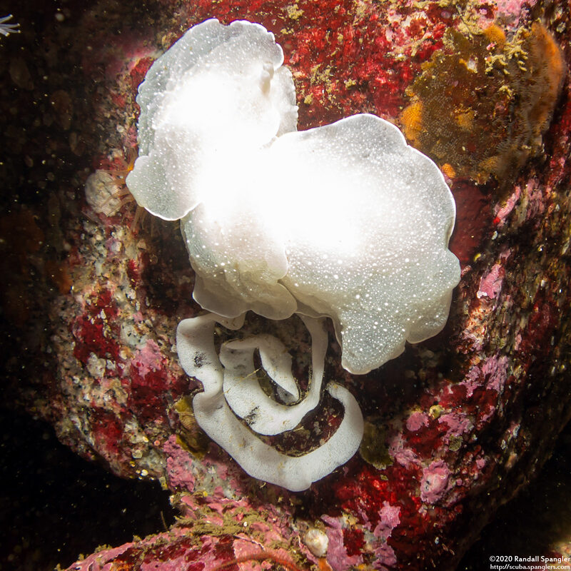 Berthella chacei (White Berthella); Mating and laying eggs