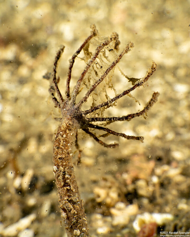 Praxillura maculata (Windmill Worm)