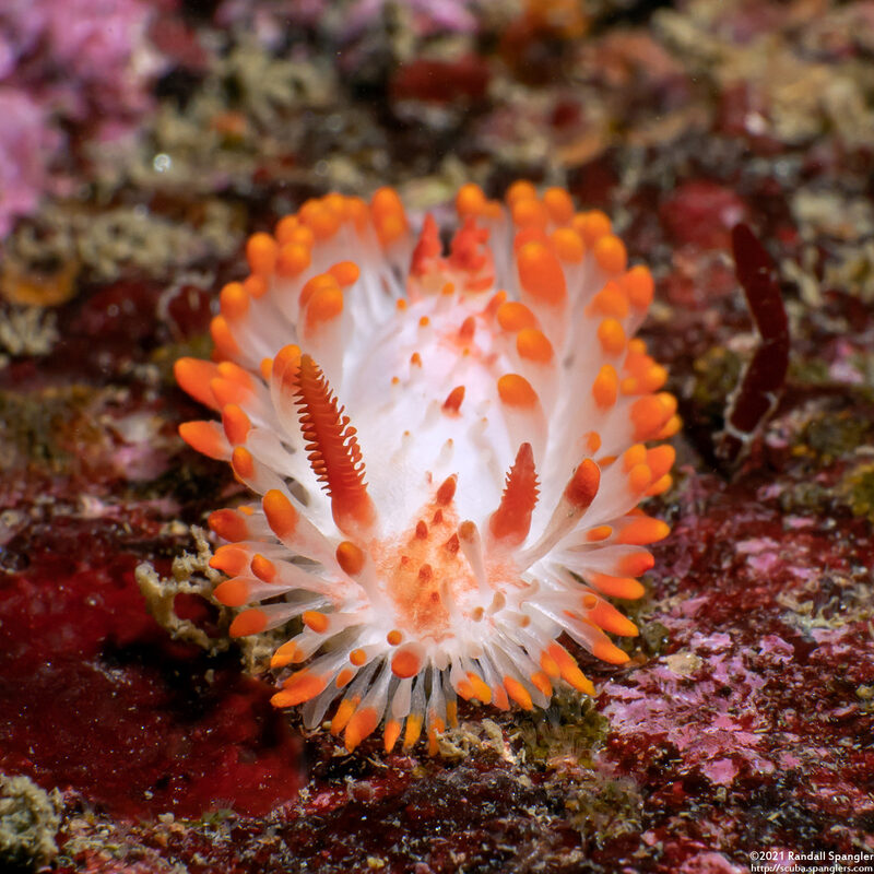Limacia cockerelli (Cockerell's Dorid)