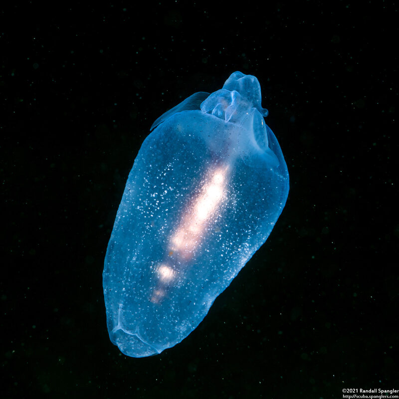 Cliopsis krohnii (Sea Angel)