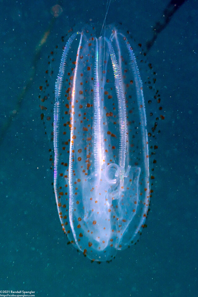 Leucothea pulchra (Leucothea Pulchra)