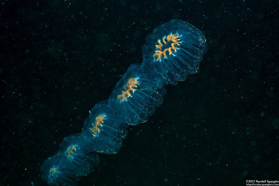 Cyclosalpa affinis (Cyclosalpa Affins)