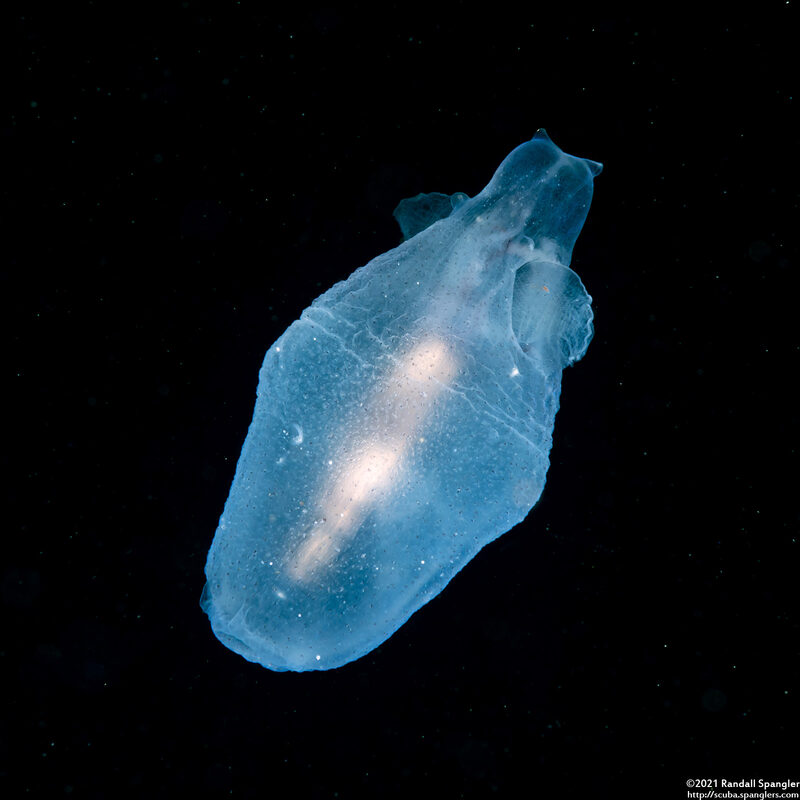 Cliopsis krohnii (Sea Angel)