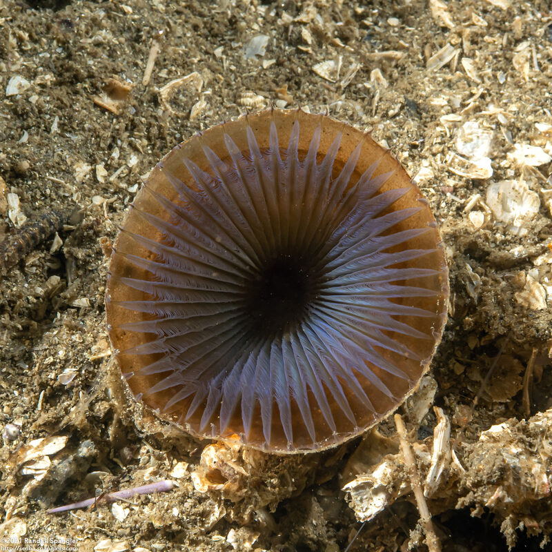 Myxicola sp.1 (Slime Fan Worm)