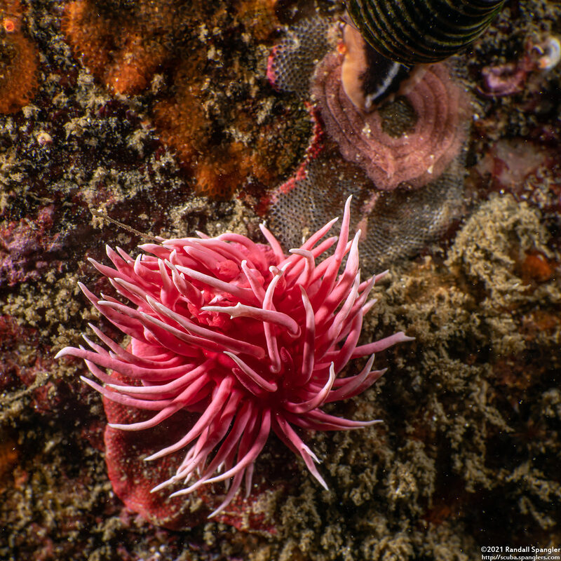 Okenia rosacea (Hopkins' Rose Nudibranch)