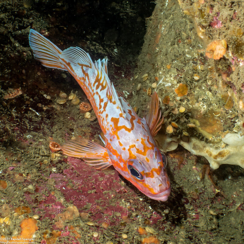 Sebastes rosaceus (Rosy Rockfish)