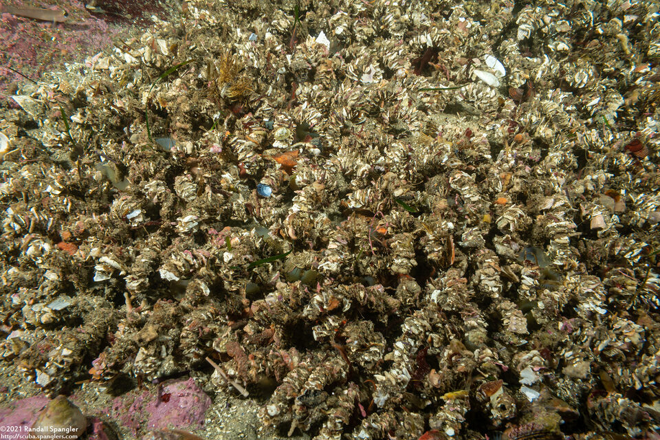 Diopatra ornata (Ornate Tube Worm)