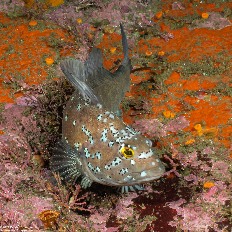 Hexagrammos decagrammus (Kelp Greenling)