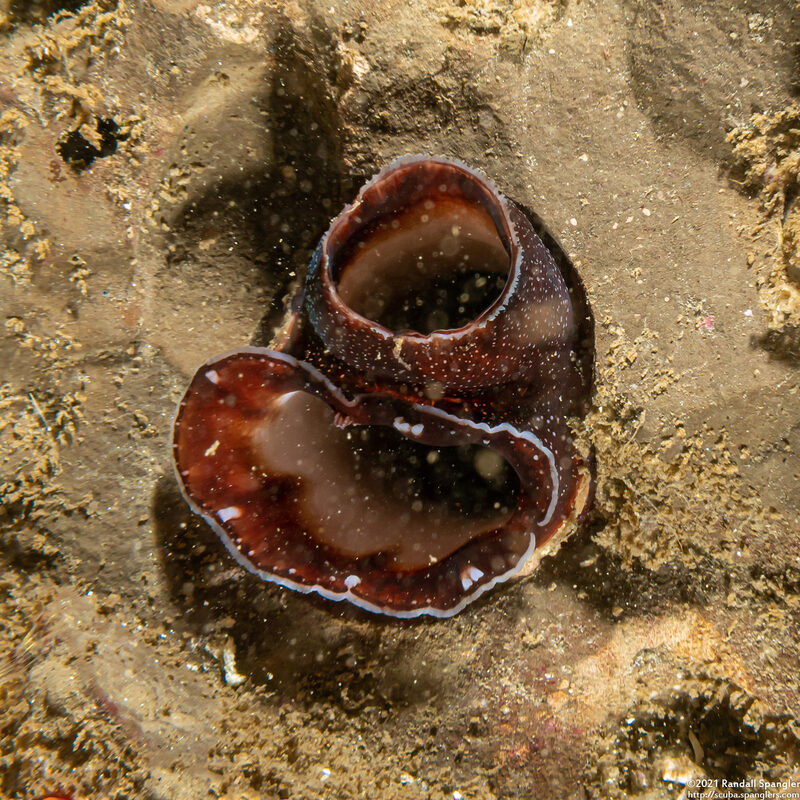 Chaceia ovoidea (Wart-Neck Piddock)