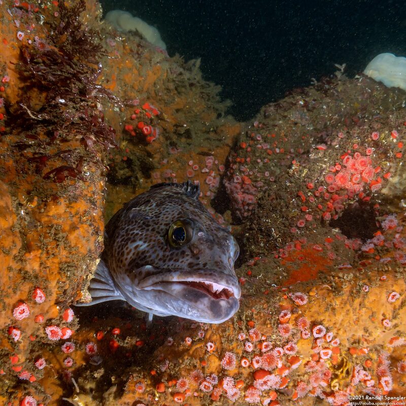 Ophiodon elongatus (Lingcod)
