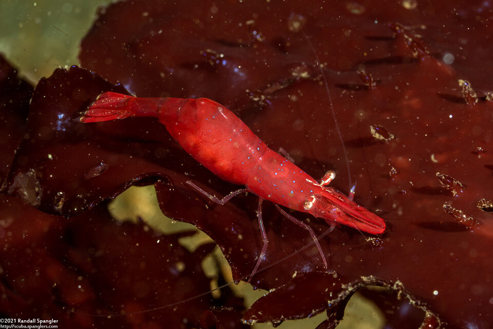 Heptacarpus stylus (Stiletto Shrimp)