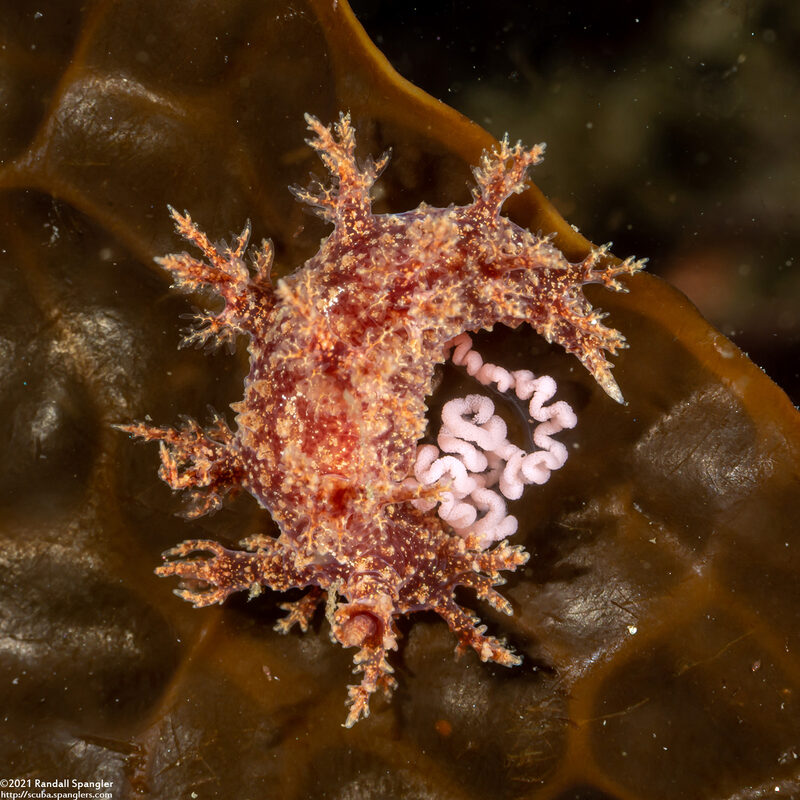 Dendronotus venustus (Branched Dendronotus)