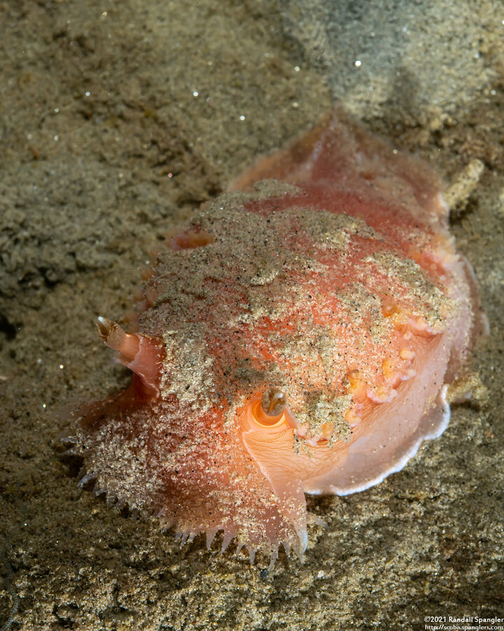 Tritonia tetraquetra (Pink Tritonia)