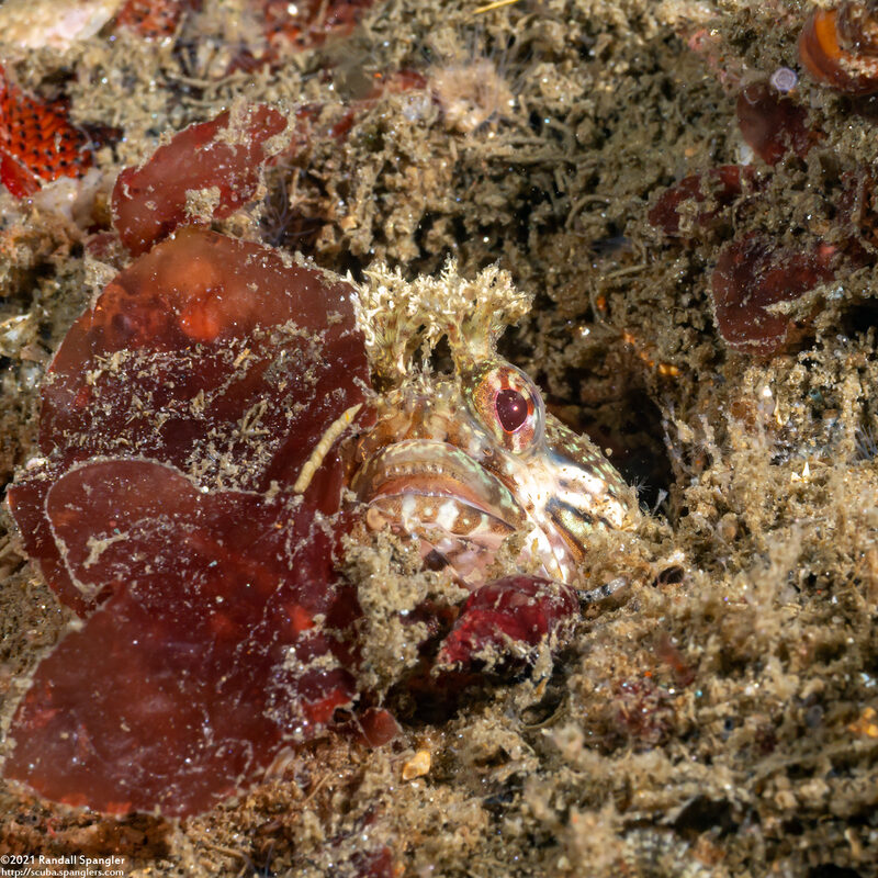 Neoclinus stephensae (Yellowfin Fringehead)