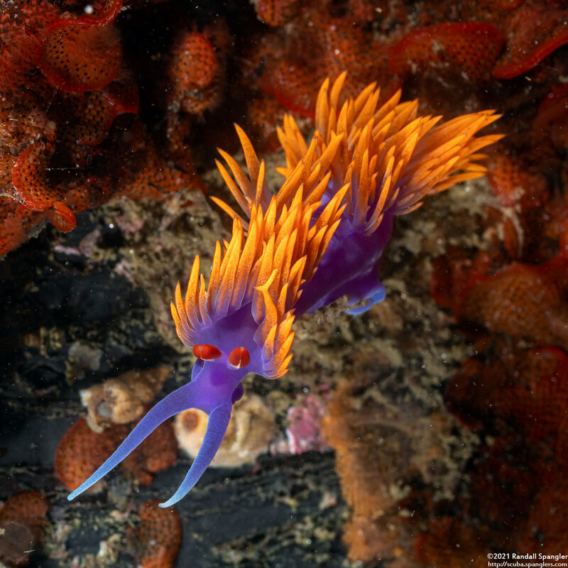 Flabellinopsis iodinea (Spanish Shawl)