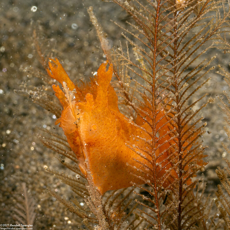Dendronotus venustus (Branched Dendronotus)