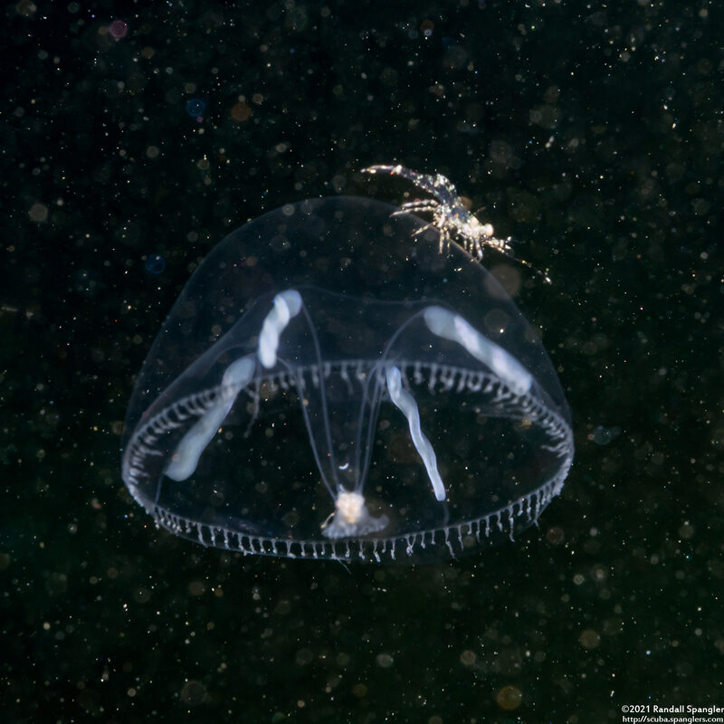 Eutonina indicans (Aggregating Jelly)