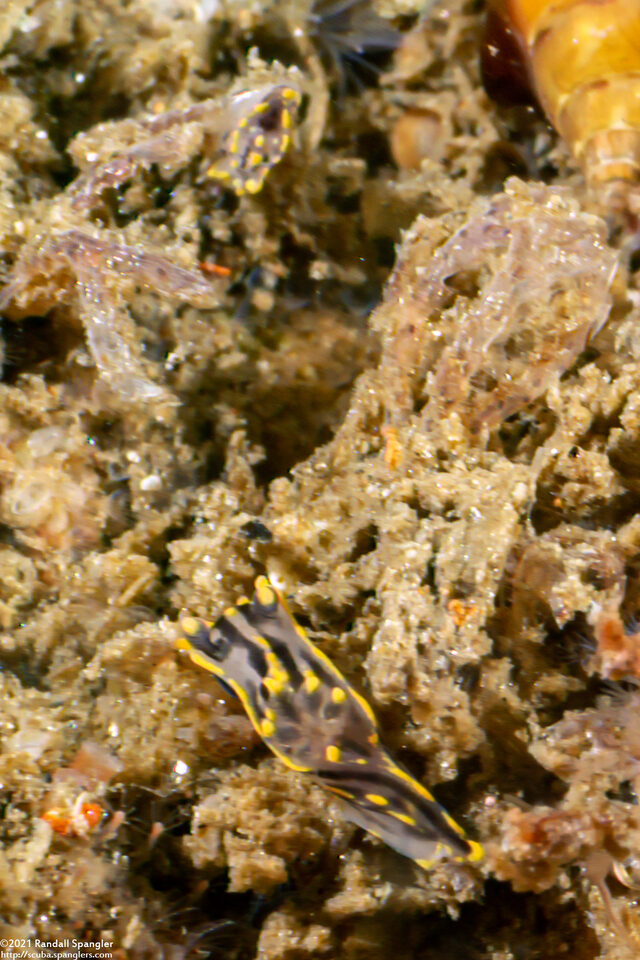 Polycera atra (Black Dorid)
