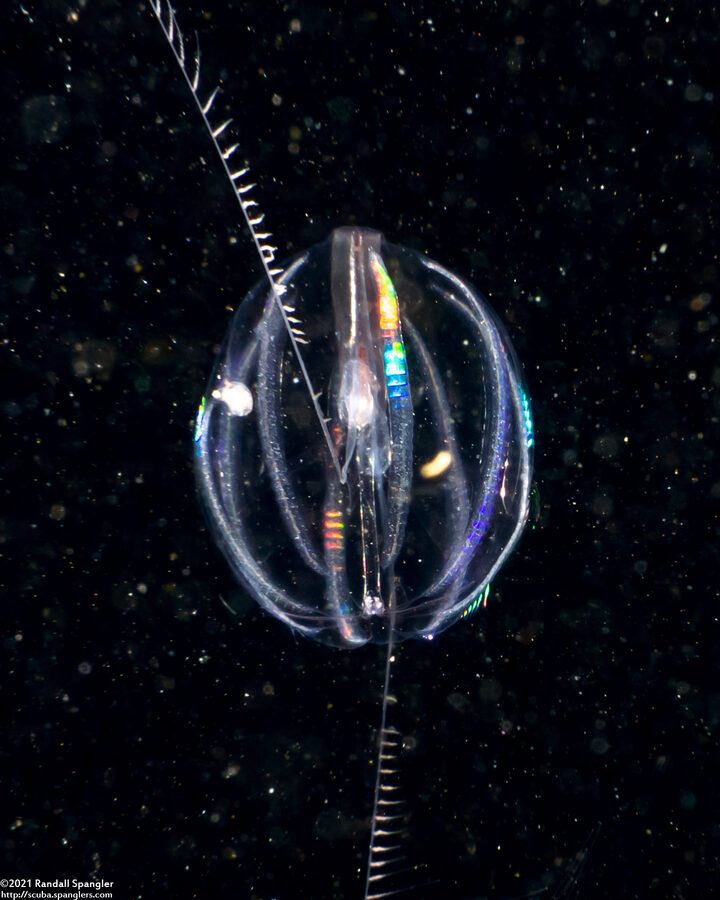 Pleurobrachia bachei (Sea Gooseberry)