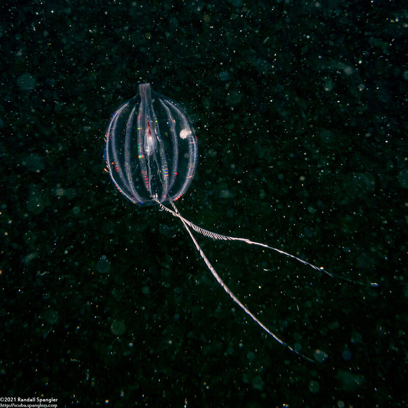 Pleurobrachia bachei (Sea Gooseberry)