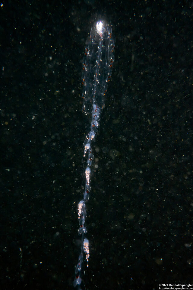 Nanomia bijuga (Nanomia Bijuga)